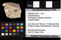 Foto (Objket + Etiketten) von Isopoda indet. 